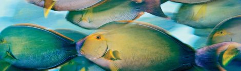 Brian Skerry Ocean Soul. All rights reserved.