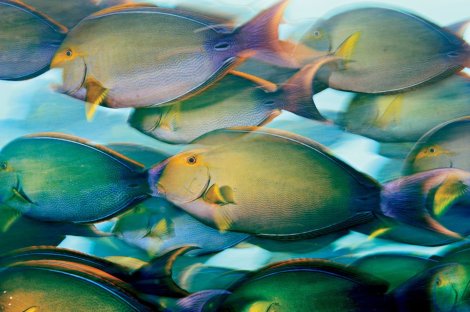 Brian Skerry Ocean Soul. All rights reserved.