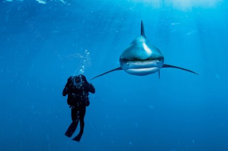 Oceanic whitetip shark and biologist. Photo by Brian Skerry, all rights reserved.