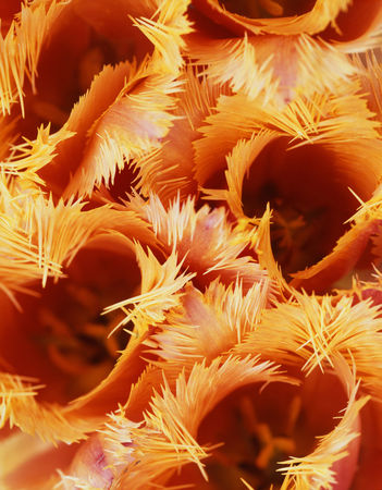 Frilly tulip by Ron van Dongen from his book Tulip Anthology. All rights reserved.