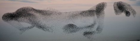 A murmuration of starlings! Photo courtesy of Owen Humphrey AP.
