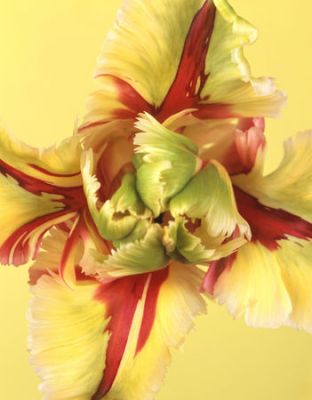 Van Dongon may spend hours waiting for the right moment to photograph tulips. From Tulip Anthology, all rights reserved.