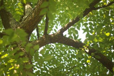 Courtesy of yourleaf.org