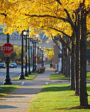 Tree-lined walk in Chicago Photo by James Jordan