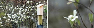 Dogwood blooms and birdboxes in the 8-acre meadow
