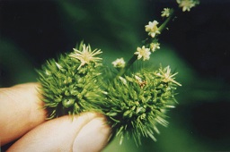 Female flower of the American chestnut. Courtesy of TACF_femflower