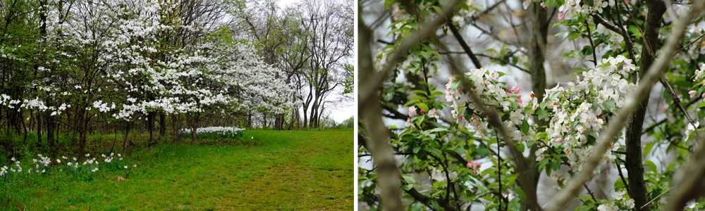 An 8-acre meadow features over 550 native white-flowering dogwood trees, now a rare collection due to ravages of disease over the past 25 years.