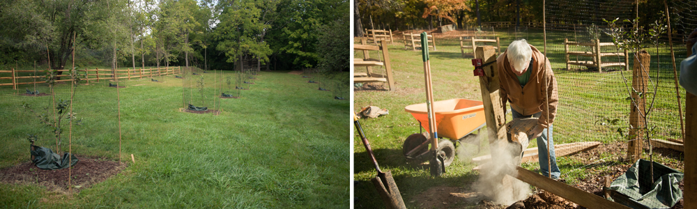 Volunteers fencing each of the apple trees -- protection from critters and weather!