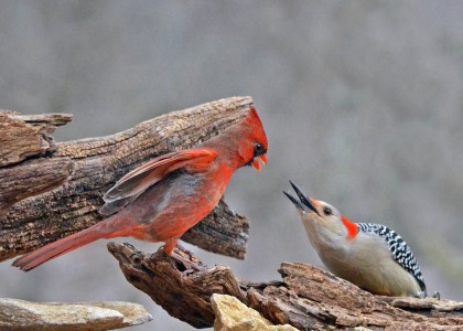 What a pair! courtesy of Ella Clem Kentucky