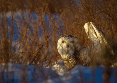 Hunting at Averne NY Photograph by Francois Portman (all rights reserved)