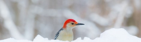 Red bellied woodpecker coutesy of Rachel Wood Ohio