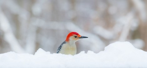 Red bellied woodpecker coutesy of Rachel Wood Ohio