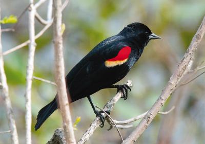 In FY 2013, the Wildlife Services killed 365, 128 red-winged blackbirds.  Other birds targeted include European starlings, house finches, grackles, mourning doves , grackles and crows.
