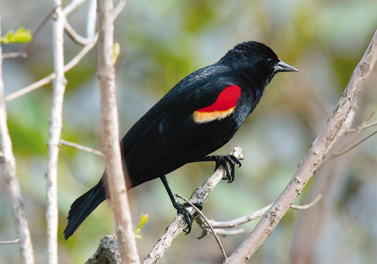 Red-winged-Blackbird