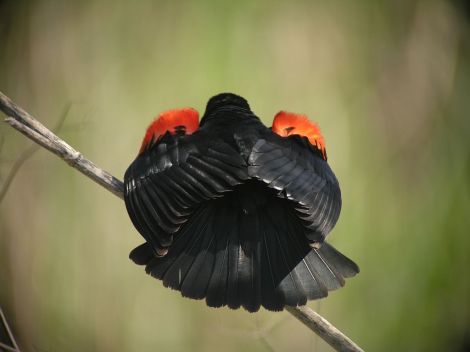 Unique shot of a red-winged blackbird (courtesy gubernator-ssp)
