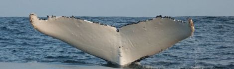 Humpback whale fluke. Photo by Sarah Robinson