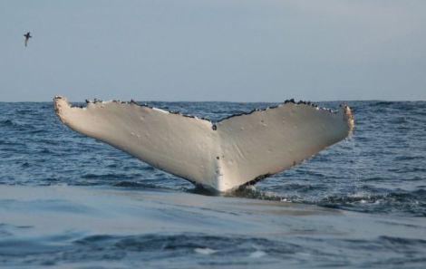Humpback whale fluke. Photo by Sarah Robinson