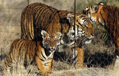 South China tigers born in a South African sanctuary. Courtesy of lions.org.