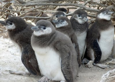 Magellenic penguin chicks. Photo by Dee Boersma University of Washington