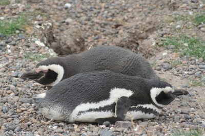 Magellenic Penguins Courtesy of Eduardo de Ana and Oceana