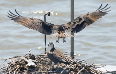 The Ospreys are back in DC!