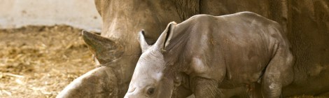 Rhino and baby Courtesy of Getty
