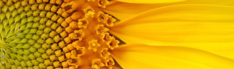 Sunflower.Courtesy of the Sunflower Dictionary