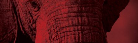 Elephant image. Courtesy of IFAW