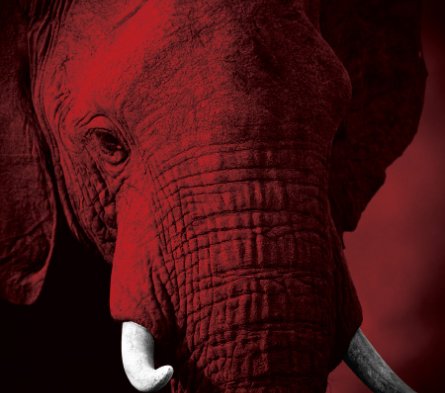 Elephant image. Courtesy of IFAW