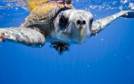 Ridley turtle. Image by Kip Evans for Cocos Bay Mission Blue