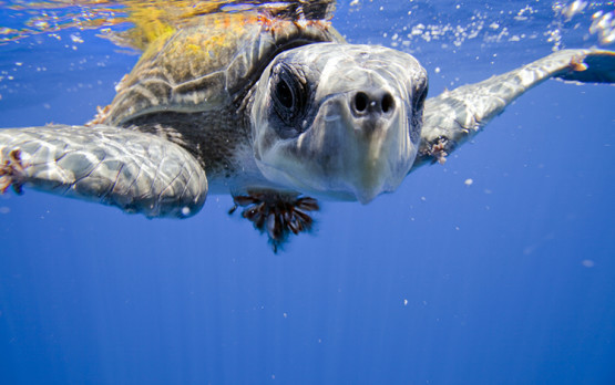 Ridley turtle. Image by Kip Evans for Cocos Bay Mission Blue