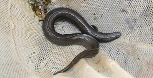 American eel Photo credit: Sally Harold/© 2009 The Nature Conservancy