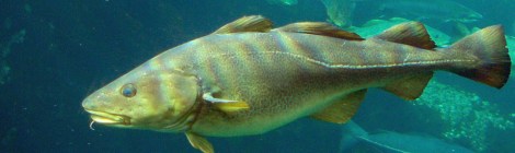 Atlantic Cod