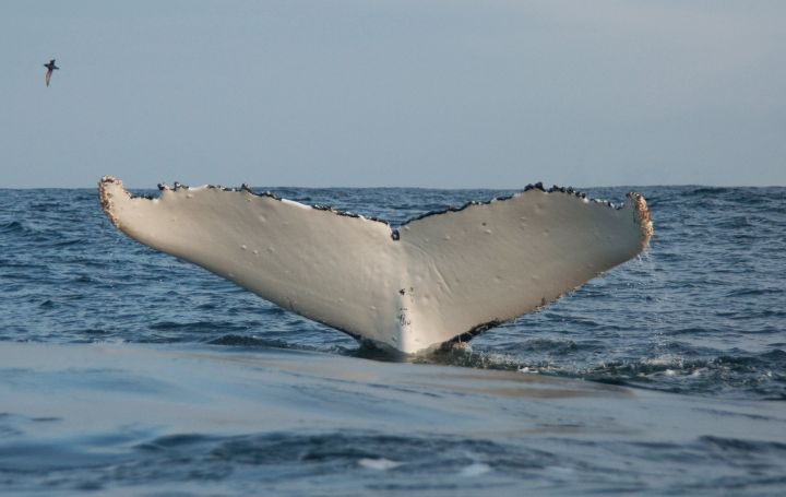 Southern Ocean whale