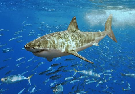 White Shark Courtesy of Wiki Commons