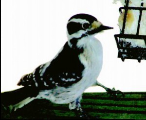 Diwny woodpecker photographed during 2014 Great Backyard Bird Count. Thanks to Denise Brautigan!