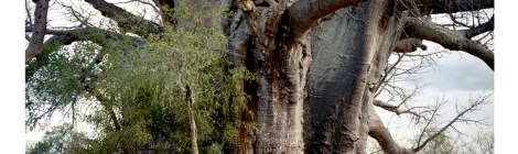 Sagole Baobab 2000 years old Limpopo Province South Africa Courtesy of Rachel Sussman