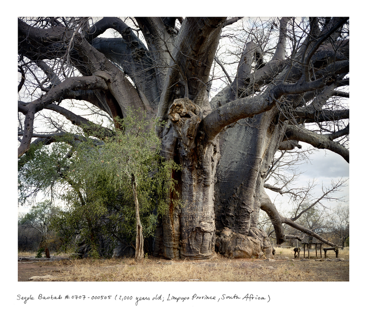 Sagole Baobab 2000 years old Limpopo Province South Africa Courtesy of Rachel Sussman