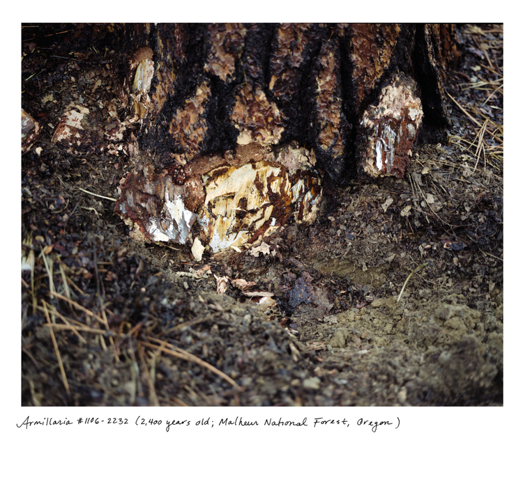 Armillaria ostoyae -- the honey mushroom and sometimes called the humongous mushroom--covers an area of 3 and one half square miles (2200 acres) in the Malheur National Forest, Oregon. Mostly underground, it is 2,400 years old.