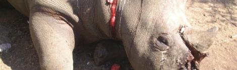 Rhino poaching. Courtesy of protrack