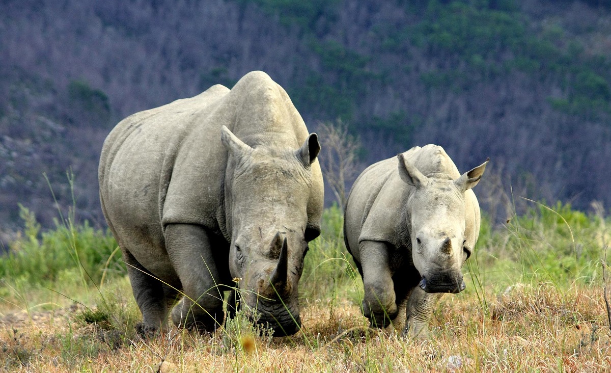 Soiuth African white rhino. Courtesy of gapafricaprojects.com