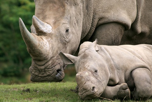 White rhino family - South Africa. Deeply endangered