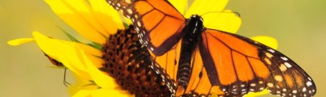 A monarch perches on a sunflower in Lacreek National Wildlife Refuge in South Dakota. Courtesy Tom KoernerUSFWS