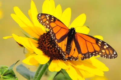 A monarch perches on a sunflower in Lacreek National Wildlife Refuge in South Dakota. Courtesy Tom KoernerUSFWS