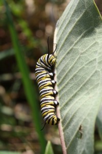 Monarch caterpillar Maddie List USFWS