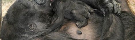 Newborn mountain gorilla. Courtesy of zmra on wikipedia
