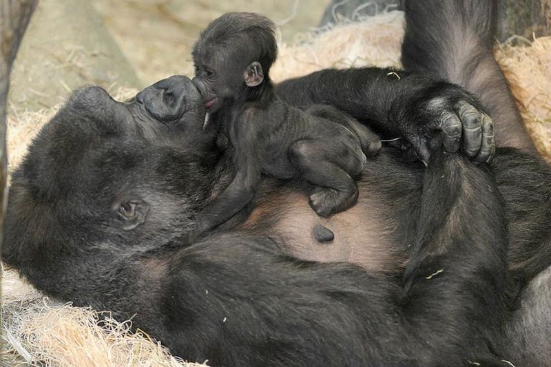 Newborn mountain gorilla. Courtesy of zmra on wikipedia