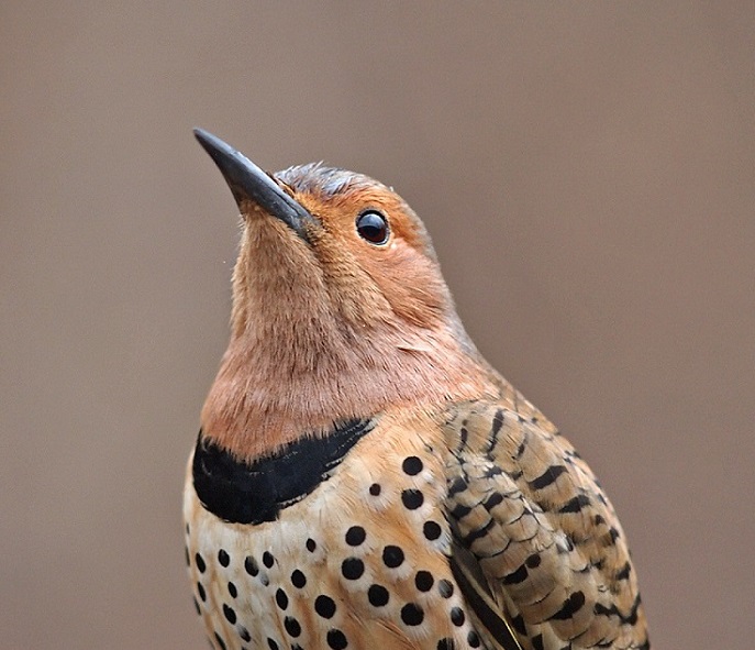 Northern Flicker. Courtesy of Gary Mueller (rights reserved). National Audubon Society