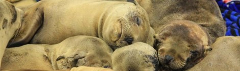 Sea Lion Pups Courtesy of the Pacific Marine Mammal Center
