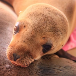 Grayson -- a rescued sea lion pup -- at the Pacific Marine Mammal Center. Photo courtesy of PMMC. 